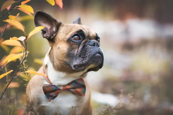 Portré Gyáva Francia Bulldog Csokornyakkendővel Előtt Elmosódott Háttér Másolási Hely — Stock Fotó