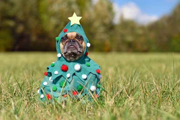 Bouledogue Français Portant Drôle Costume Arbre Noël Avec Des Boules — Photo