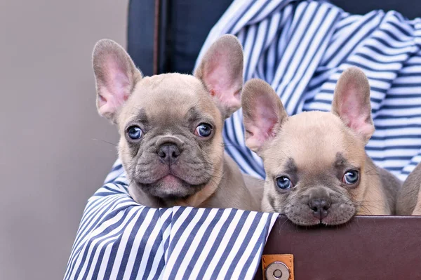 Cute lilac French Bulldog dog puppies with bright blue eyes with one chewing on edge of brown trunk with striped blanket