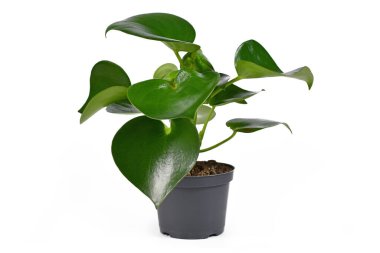 Tropik 'Peperomia Polybotrya' bitkisi, beyaz arka planda izole edilmiş çiçek saksısında kalın kalp şekilli yapraklar.