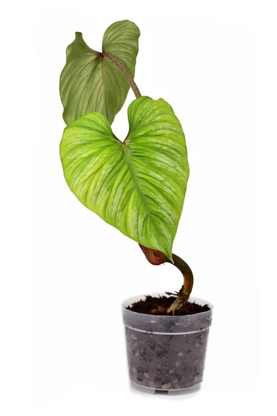 Zeldzame Tropische Philodendron Mamei Kamerplant Met Grote Bladeren Met Zilveren — Stockfoto