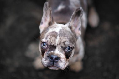 Genç merle renkli Fransız Bulldog köpek yavrusu Benekli yamalarıyla yukarı bakıyor
