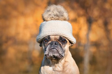 Fransız Bulldog 'u bulanık sonbahar arka planının önünde sıcak bir şapka takıyor.