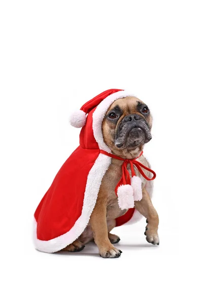 Nadzieja French Bulldog Nosi Czerwony Boże Narodzenie Peleryna Santa Odizolowany — Zdjęcie stockowe