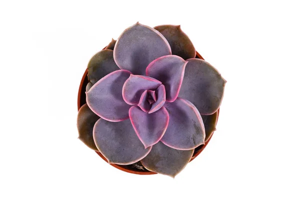 Top View Echeveria Purple Pearl Succulent Houseplant Isolated White Background — Stock Photo, Image