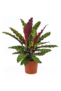 Tropikal 'Calathea Lancifolia' bitkisi, aynı zamanda 'Çıngıraklı Yılan Bitkisi' olarak da bilinir.
