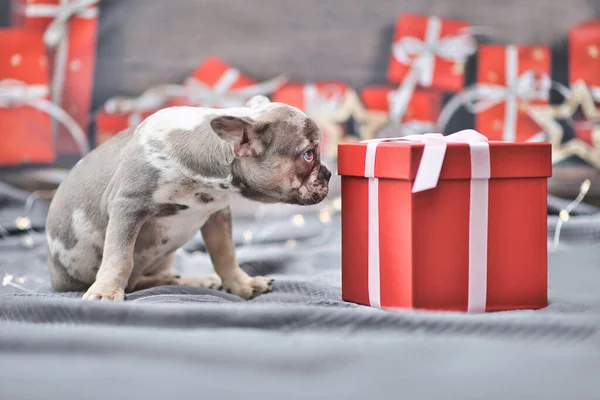 Merle colored French Bulldog dog puppy sitting next to red Christmas gift box with ribbon surrounded by seasonal decoration