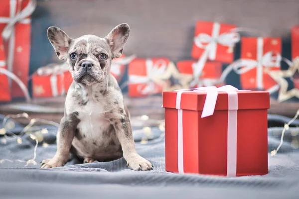 Merle Színű Francia Bulldog Kiskutya Mellett Piros Karácsonyi Ajándék Doboz — Stock Fotó