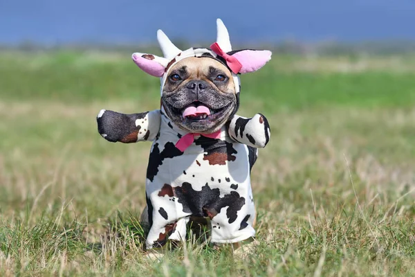 Niedliche Fröhliche Französische Bulldogge Trägt Ein Lustiges Ganzkörper Halloween Kuh — Stockfoto