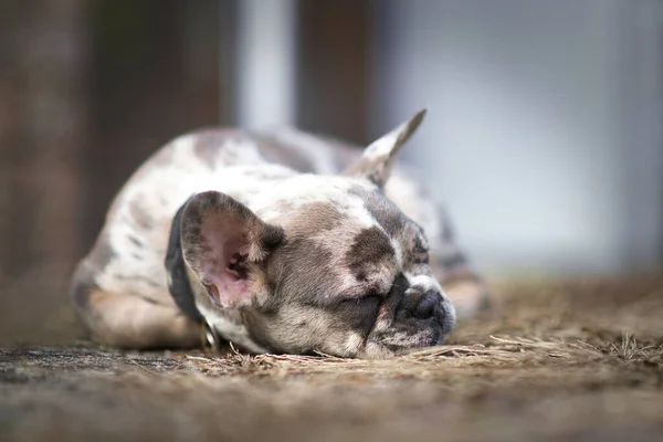 Sleeping merle colored French Bulldog dog puppy with mottled patches lying on ground