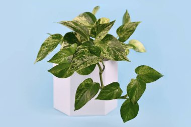 Tropik 'Epipremnum Aureum Marble Queen' ev bitkisi açık mavi arka planda beyaz çiçek saksısında