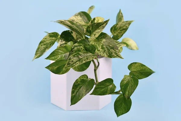 Tropical Epipremnum Aureum Marble Queen Planta Casa Vaso Flores Brancas — Fotografia de Stock