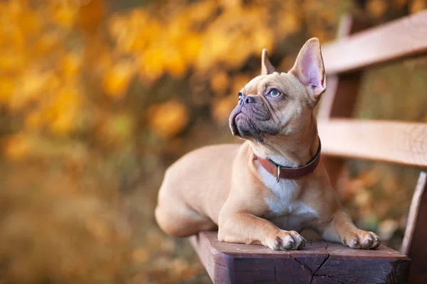 Gyönyörű Piros Fawn Francia Bulldog Kutya Feküdt Fekve Padon Körülvéve — Stock Fotó