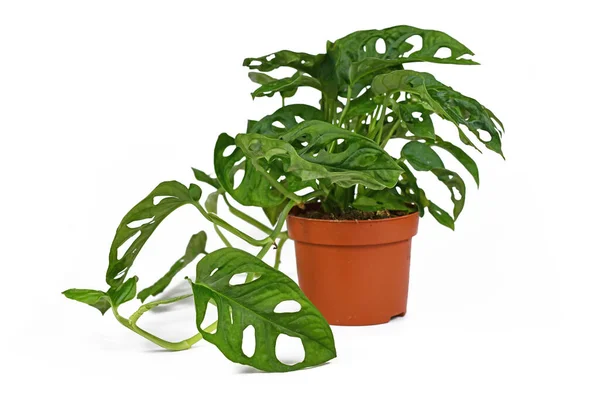 Tropické Monstera Adansonii Nebo Monstera Monkey Mask Rostlina Květináči Bílém — Stock fotografie