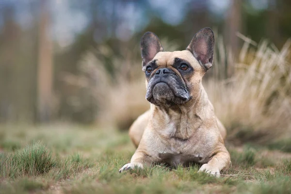Fawn French Bulldog Liggande Framför Suddig Bakgrund Med Torkade Växter — Stockfoto