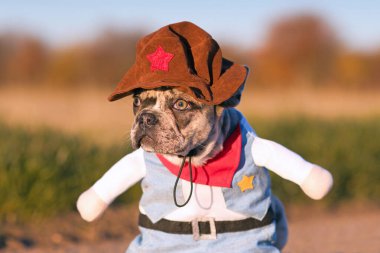 Merle renkli Fransız Bulldog karnaval ya da cadılar bayramı kovboyu kostümü giyip sahte kollar takıyor.