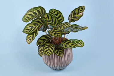 Tropikal 'Calathea Makoyana' Dua Bitkisi mavi arka planda gri saksıda egzotik desenli güzel bir bitki örtüsü