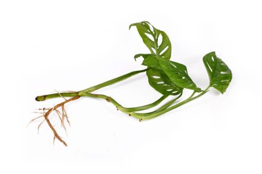 'Monstera Adansonii' bitki örtüsü beyaz arka planda izole edilmiş uzun çıplak kökleri ile kesiyor.