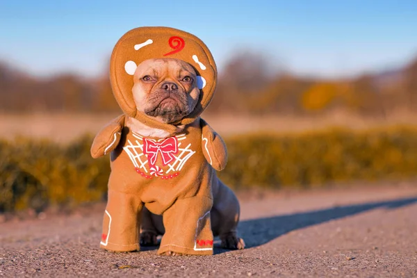 Red Fawn French Bulldog Dog Dressed Funny Christmas Gingerbread Full — Stock Photo, Image