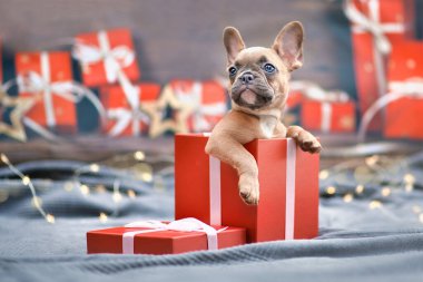 Kırmızı Noel hediye kutusundan sezonluk dekorasyonla çevrili şirin Fransız Bulldog köpek yavrusu.