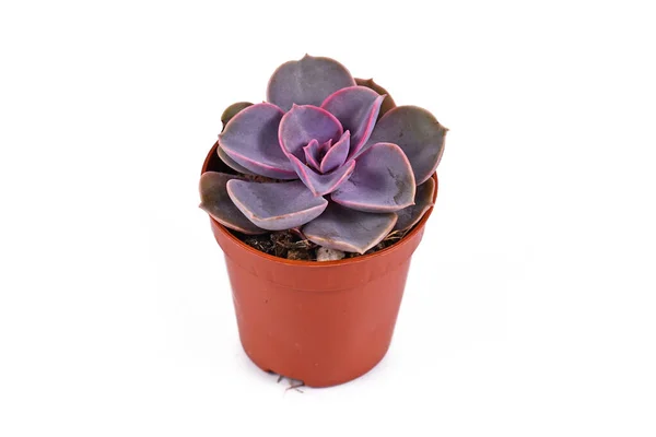 Pequeña Planta Interior Suculenta Echeveria Purple Pearl Maceta Aislada Sobre —  Fotos de Stock