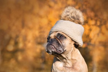 Bulanık sonbahar arkaplanının önünde sıcacık bir şapka takan tatlı Fransız Bulldog köpeği.
