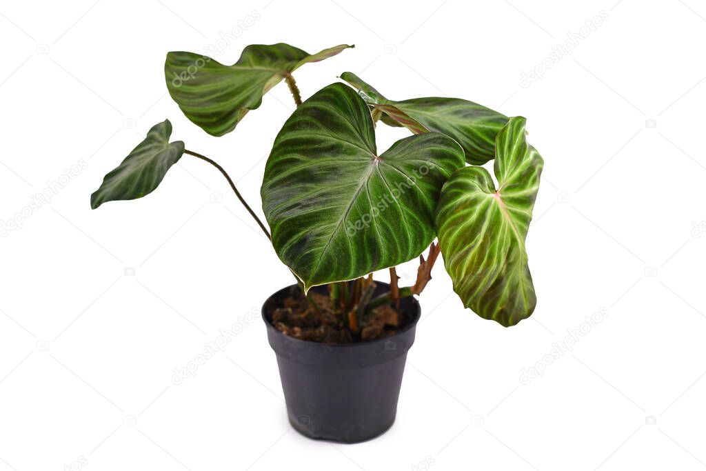 Tropical 'Philodendron Verrucosum' houseplant with dark green veined velvety leaves in flower pot isolated on white background