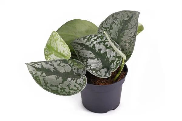 Exotic Scindapsus Pictus Exotica Satin Pothos Houseplant Large Leaves Velvet — Stock Photo, Image