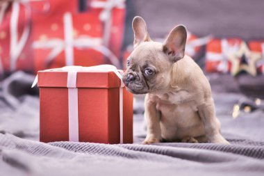Tatlı Fransız Bulldog köpeği, mevsimlik dekorasyonla çevrili kırmızı Noel hediye kutusunu kemiriyor.