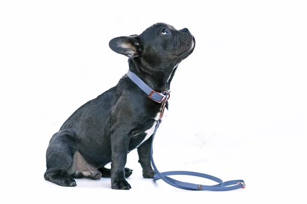 Mladý Černý Francouzský Buldok Pes Dlouhým Zdravým Nosem Sobě Modrý — Stock fotografie