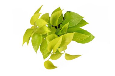 Tropikal 'Epipremnum Aureum Limonlu ev bitkisi, beyaz arka planda izole edilmiş neon yeşil yapraklı.