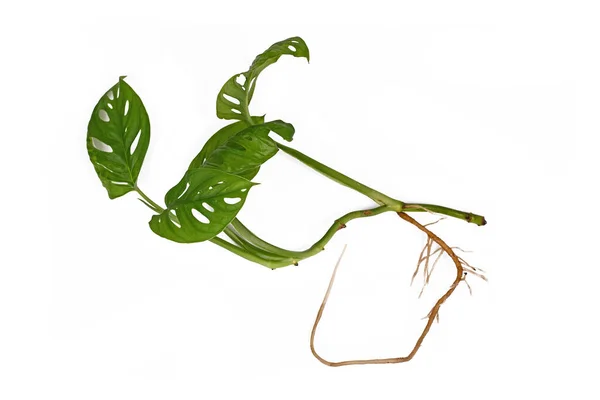Monstera Adansonii Bitkisinin Beyaz Arka Planda Uzun Çıplak Kökleri Ile — Stok fotoğraf