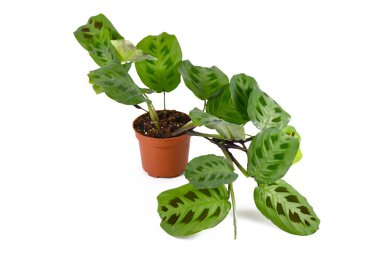 Çiçek saksısındaki egzotik Maranta Leuconeura Kerchoveana bitkisi beyaz arka planda izole edilmiş.