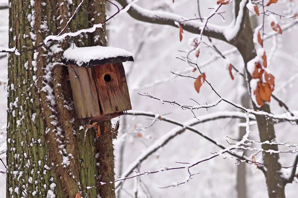 Casa Pássaros Com Telhado Coberto Neve Pendurada Árvore Floresta Inverno — Fotografia de Stock