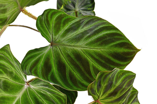 Close up of leaf of tropical 'Philodendron Verrucosum' houseplant with dark green veined velvety leaves isolated on white background
