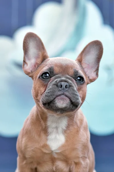 Portrait Cute Red Fawn French Bulldog Dog Puppy Front Studio — Stock Photo, Image