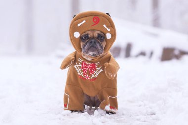Fransız Bulldog kışın kar manzarasında komik Noel zencefilli ekmek kollu ve şapkalı vücut kostümü giyerdi.