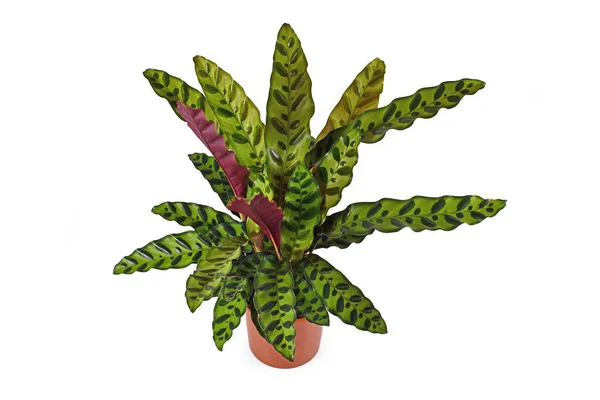 Tropische Calathea Lancifolia Zimmerpflanze Auch Klapperschlange Genannt Mit Exotischem Punktemuster — Stockfoto