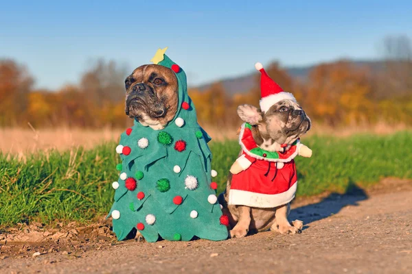Funny adult and puppy French Bulldog dogs dressed up with christmas tree and santa costumes