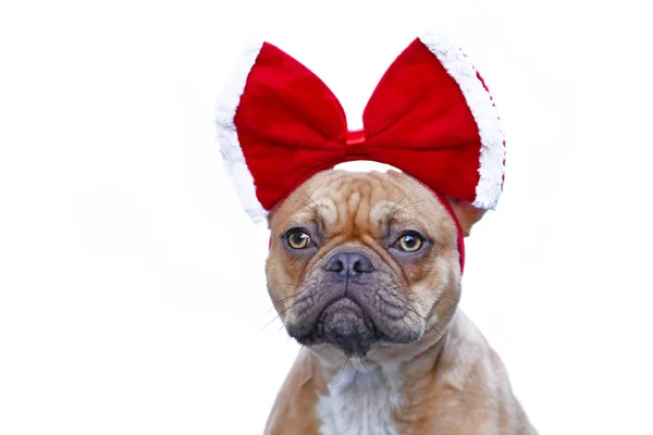 Red Fawn French Bulldog Wearing Big Red Christmas Ribbon Head — стоковое фото