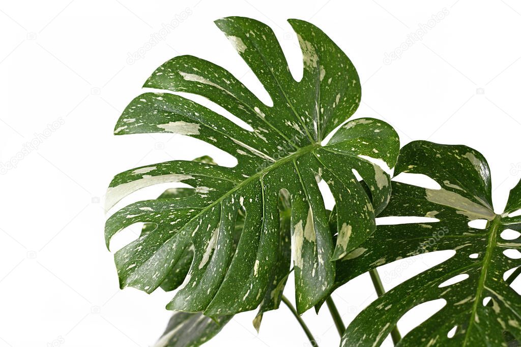 Large white sprinkled leaf of rare variegated tropical 'Monstera Deliciosa Thai Constellation' houseplant with fenestration isolated on white background