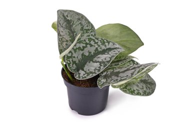 Small exotic 'Scindapsus Pictus Exotica' or 'Satin Pothos' houseplant with large leaves with velvet texture and silver spot pattern in flower pot isolated on white background clipart