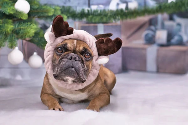 French Bulldog dog wearing cute reindeer antler headband lying down on white blanket in fornt of Christmas tree with gifts in blurry background