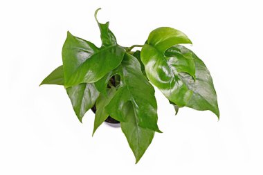 Küçük tropikal 'Rhaphidophora Tetrasperma' bitki örtüsü. Beyaz arka planda 'Monstera Minima' olarak da bilinir.