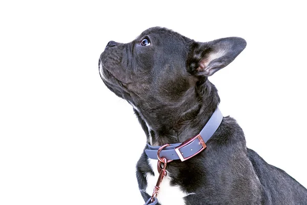 Sidovy French Bulldog Med Lång Frisk Näsa Bär Blå Konstläder — Stockfoto