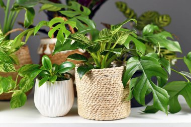 Rhaphidophora ya da Philodendron gibi güzel beyaz seramik ve dokuma sepet saksılarda çeşitli ev bitkileri. 