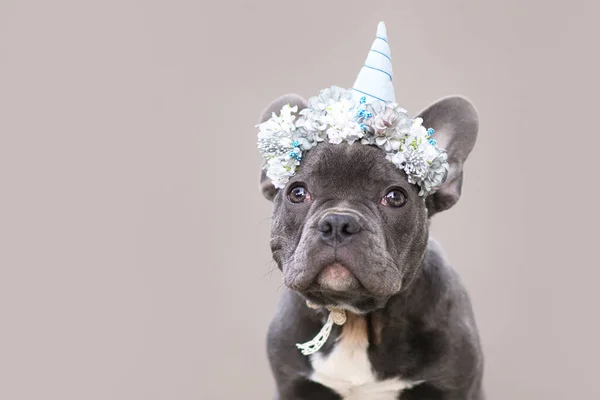 Fiatal Francia Bulldog Kiskutya Visel Kék Egyszarvú Kürt Jelmez Fejpánt — Stock Fotó