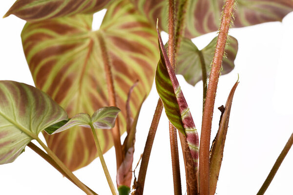Close up of new leaf growth of tropical 'Philodendron Verrucosum' houseplant with dark green veined velvety leaves isolated on white background