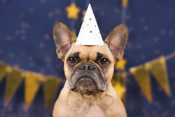 Bonito Cão Bulldog Francês Vestindo Chapéu Festa Ano Novo Festa — Fotografia de Stock