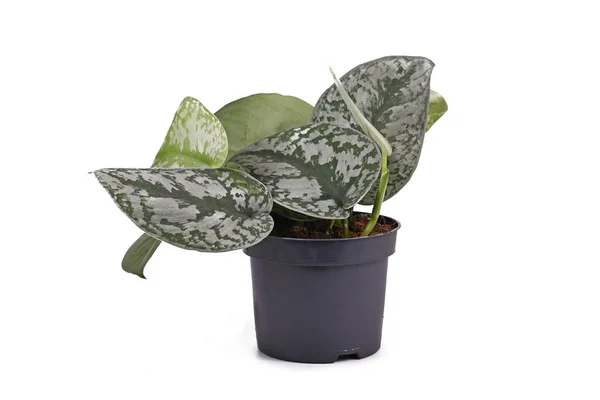 Exotic Scindapsus Pictus Exotica Satin Pothos Houseplant Large Leaves Velvet — Stock Photo, Image